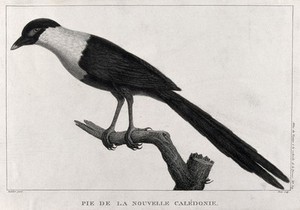 view A magpie from New Caledonia. Engraving by Perée, ca. 1798, after J. B. Audebert.