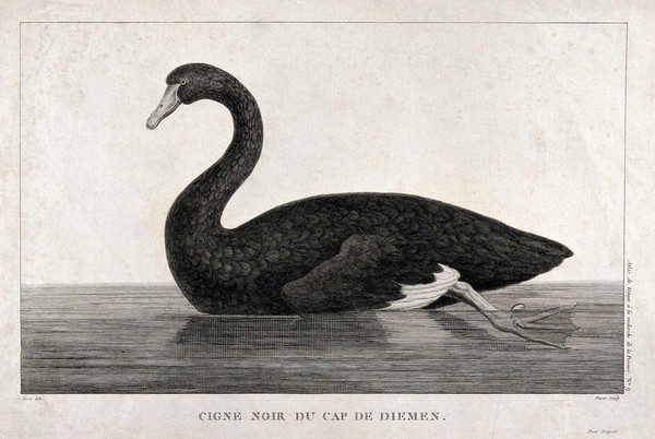 A black swan in Cape Van Diemen. Engraving by J.L. Perée, ca. 1798, after J. Piron.