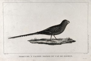 view A budgerigar with black markings in Cape Van Diemen. Engraving by J.L. Perée, ca. 1798, after J.B. Audibert.