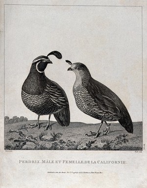 view Valley quail (Lophortyx californica): male and female. Engraving with etching by J. Heath, ca. 1798, after J.R. Prevost.