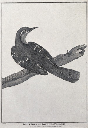view Black bird from Port des Francais. Engraving with etching by J. Heath, ca. 1798, after de Vancy.