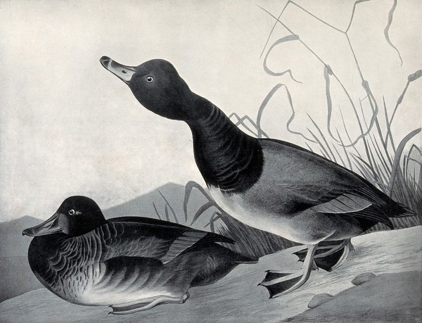 Bufflehead duck (Charitonetta albeola): male and female. Reproduction of a painting by J. J. Audubon, ca. 1827.