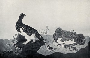 view Willow ptarmigan (Lagopus lagopus): male and female with chicks. Reproduction of a painting by J. J. Audubon, ca. 1827.