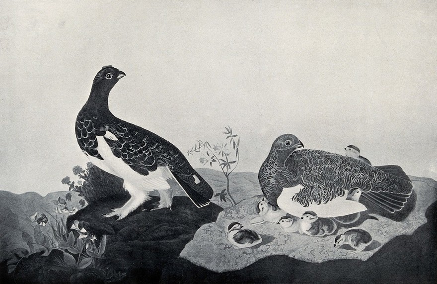 Willow ptarmigan (Lagopus lagopus): male and female with chicks. Reproduction of a painting by J. J. Audubon, ca. 1827.