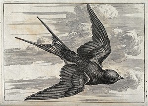 view A swallow in flight. Engraving, ca. 1690, after F. Barlow.