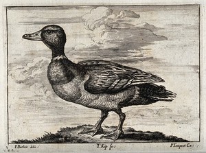 view A mallard duck. Engraving by J. Kip, ca. 1690, after F. Barlow.