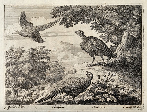 Two pheasants and a black grouse. Engraving by P. Tempest, ca. 1690, after F. Barlow.