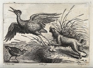 view A dog chasing a heron off its nest in the reeds. Engraving by F. Place, ca. 1690, after F. Barlow.