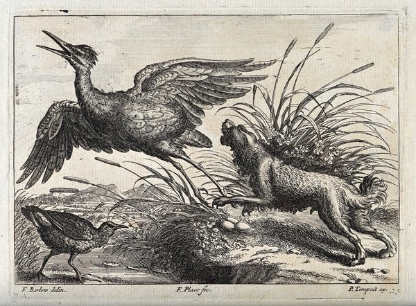 A dog chasing a heron off its nest in the reeds. Engraving by F. Place, ca. 1690, after F. Barlow.