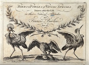 view A title page illustrated with a grebe, an eagle and a heron. Engraving, ca. 1690, after F. Barlow.