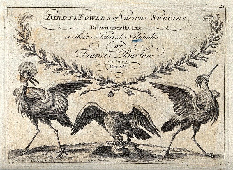 A title page illustrated with a grebe, an eagle and a heron. Engraving, ca. 1690, after F. Barlow., 1690, by Francis Barlow