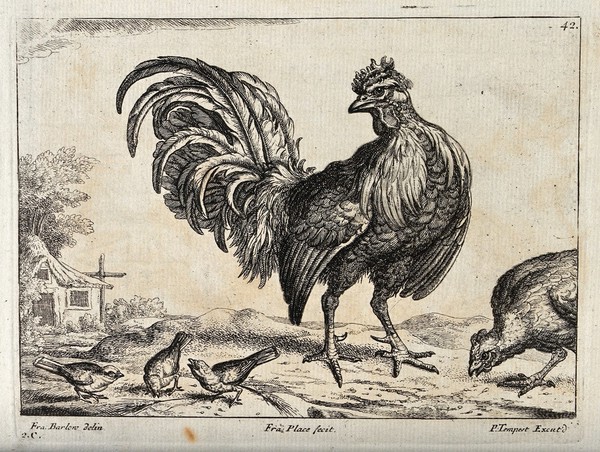 A cockerel surrounded by sparrows and a hen pecking the ground. Engraving by P. Tempest, ca. 1690, after F. Barlow.