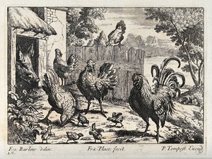 view A cockerel with hens and chicks looking for food outside a pig sty. Engraving by P. Tempest, ca. 1690, after F. Barlow.