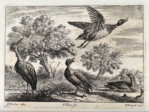 view A heron and ducks by the water's edge. Engraving by F. Place, ca. 1690, after F. Barlow.