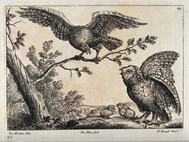 An owl defending her chicks from an attacking eagle. Engraving by F. Place, ca. 1690, after F. Barlow.