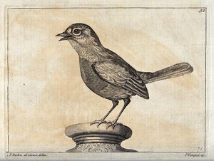 view A sparrow. Engraving by P. Tempest, ca. 1690, after F. Barlow.