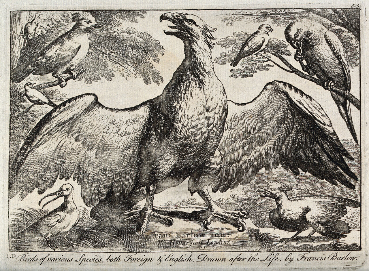 An eagle surrounded by various other birds. Etching by W. Hollar, ca. 1670, after F. Barlow., 1670, by Francis Barlow