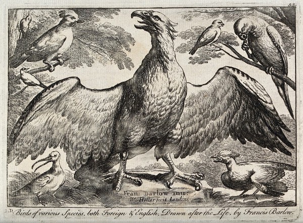 An eagle surrounded by various other birds. Etching by W. Hollar, ca. 1670, after F. Barlow.