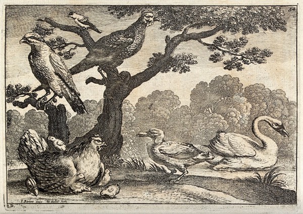 Various birds: a swan on the water, a hen and chicks on the ground and others perched in a tree. Etching by W. Hollar, ca. 1670, after F. Barlow.