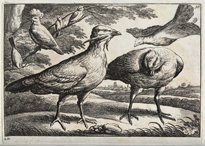 view Various birds, including a hoopoe, two bustards and a pigeon. Etching, ca. 1670, after F. Barlow.