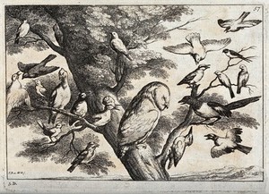 view Various birds in a tree, including an owl, hoopoe, woodpecker and magpie. Etching by W. Hollar, ca. 1670, after F. Barlow.