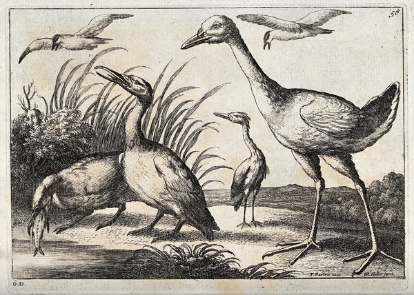 Various birds by a pond, including terns, a heron and two cormorants. Etching by W. Hollar after F. Barlow.