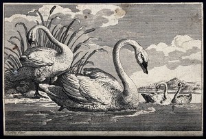 view Swans swimming in a lake. Etching after F. Barlow.