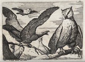 view Eagles screeching at an owl. Etching after F. Barlow.