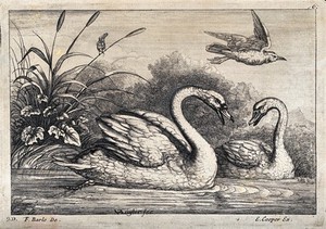 view Two swans bickering at the water's edge. Etching after F. Barlow.