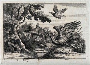 view Various birds: jay, woodpecker, wood pigeon, woodcock, curlew and bittern. Etching by J. Simon after F. Barlow.