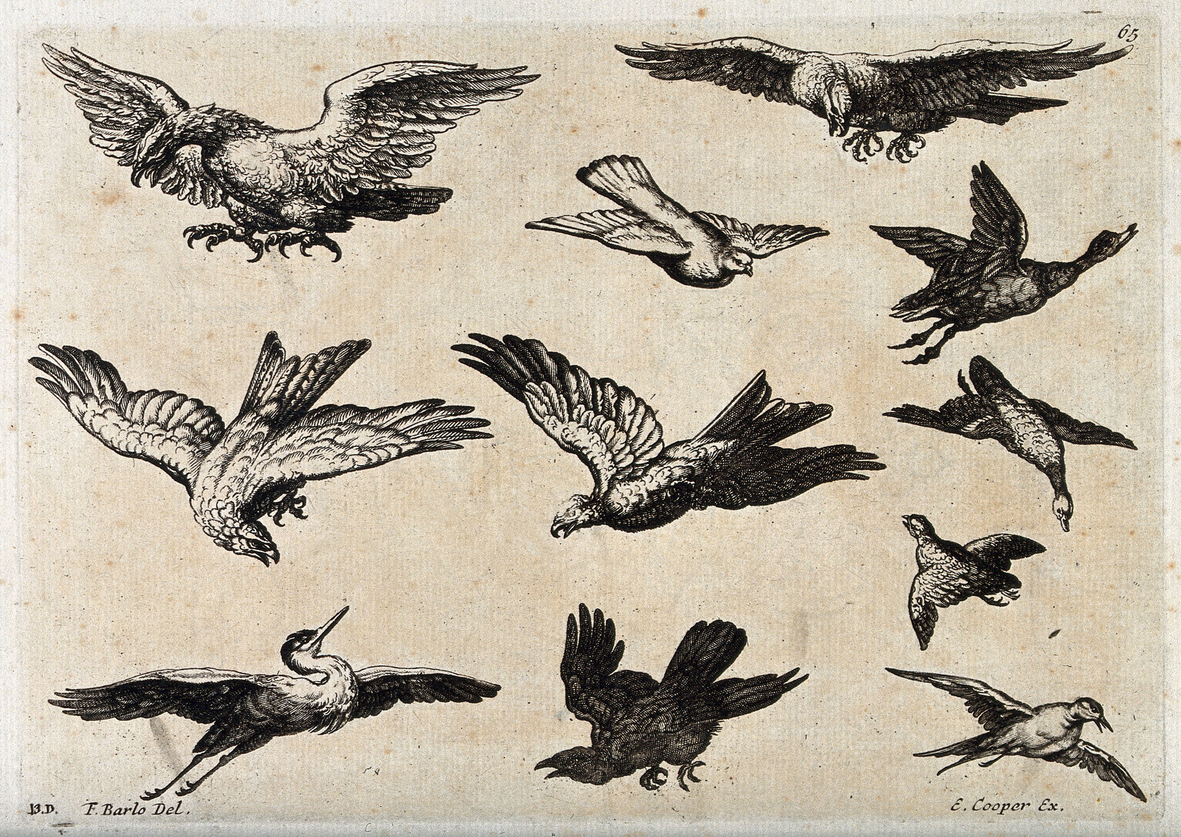 Various birds in flight, including eagles, a heron, a pigeon and ducks. Etching after F. Barlow.