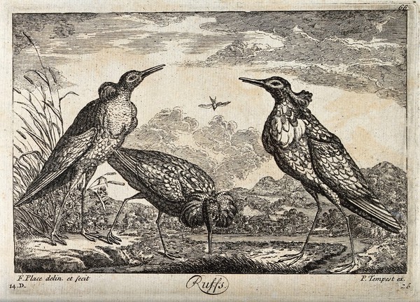 Three ruffs. Etching by F. Place after himself.