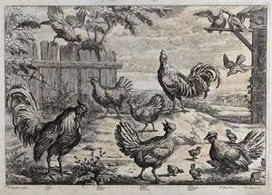 view Birds on a farm: cockerels, hens, chicks and doves. Etching by F. Place after F. Barlow.