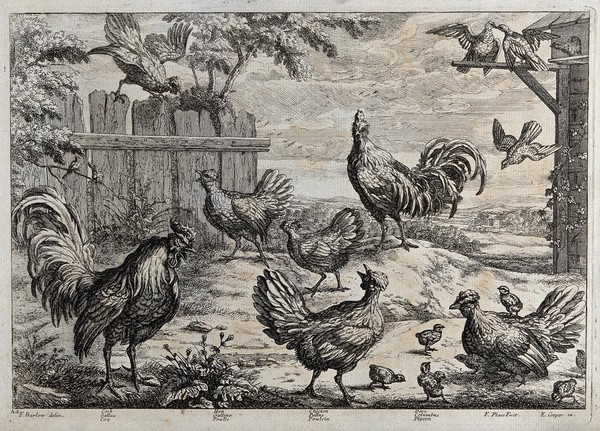 Birds on a farm: cockerels, hens, chicks and doves. Etching by F. Place after F. Barlow.