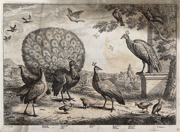 A bustard, peacock and peahen, stock dove and squirrel in the grounds of a large house. Etching by F. Place after F. Barlow.