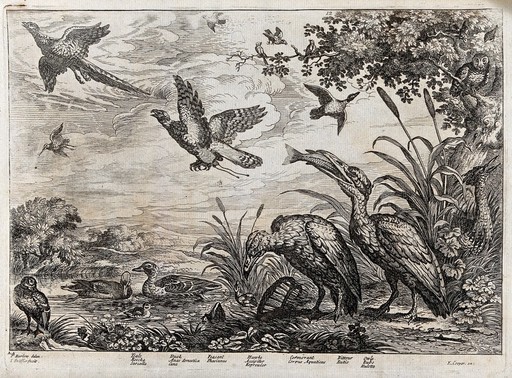Birds on a river bank: teal, duck, cormorant, bittern, owl, hawk and pheasant. Etching by J. Griffier, ca. 1655, after F. Barlow.