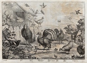 view Birds in a farmyard: magpie, sparrow, turkey, dove, cockerel and hen. Etching by J. Griffier after F. Barlow.