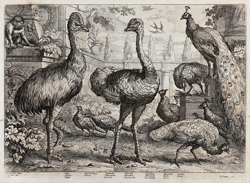 Birds and animals in a neo-classical garden: ape, cassowary, pheasant, ostrich, swallow, peacocks and peahens. Etching by J. Griffier, ca. 1655, after F. Barlow.