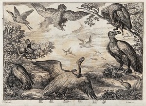view Birds of prey gathered by a lakeside: falcon, heron, monkey, vulture, sea gull and eagle. Etching by J. Griffier after F. Barlow.