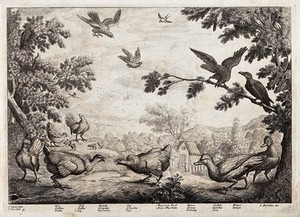 view Birds on common land outside a village: hen, cock, hawk, jay, muscovy duck, raven, cuckoo and hoopoe. Etching by F. Place after F. Barlow.