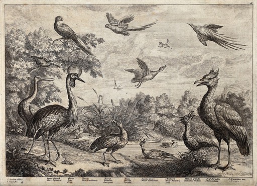 Various birds round a pond: peacock, crane, toucan, parrot, teal, gambo goose, mallard duck, pelican and bird of paradise. Etching by F. Place after F. Barlow.