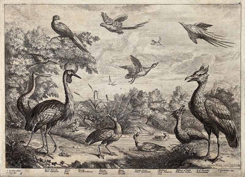 Various birds round a pond: peacock, crane, toucan, parrot ...