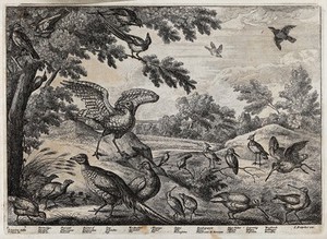 view Various wild birds: partridge, pheasant, bustard, jay, woodpecker, magpie, snipe, sparrow, kingfisher, lapwing and woodcock. Etching by F. Place after F. Barlow.
