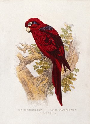 view A blue-striped lory (Lorius cyanostriatus). Colour lithograph, ca. 1875.