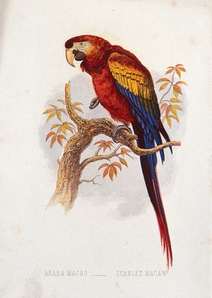 view A scarlet macaw (Arara macao). Colour lithograph, ca. 1875.