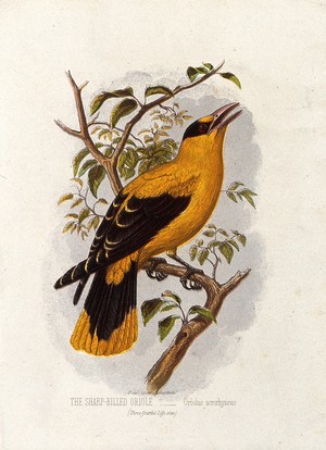 view A sharp-billed oriole (Oriolus acrorhyncus). Colour lithograph, ca. 1875.