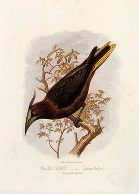 A wagler's cassicus (Cassicus wagleri). Colour lithograph, ca. 1875.