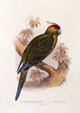 A ground parrakeet (Pezoporius species). Colour lithograph, ca. 1875.