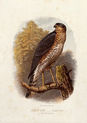 A sparrow-hawk (Accipiter nisus). Colour lithograph, ca. 1875.