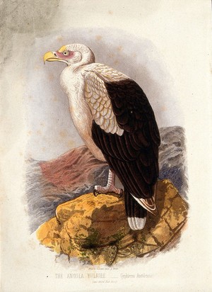 view An Angolan vulture (Gyphierax angolensis). Colour lithograph, ca. 1875.